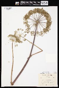 Angelica atropurpurea image