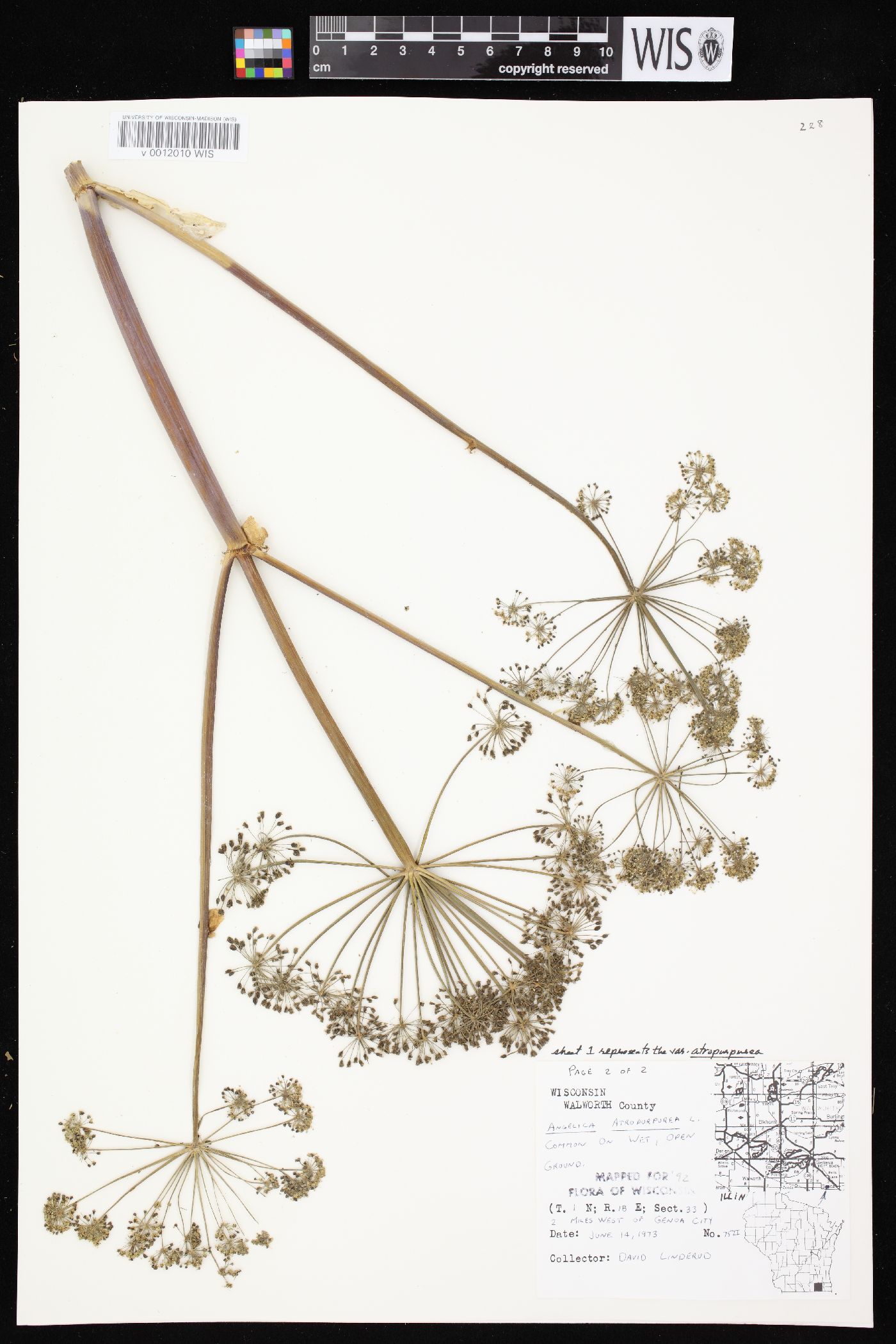 Angelica atropurpurea var. atropurpurea image