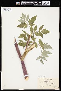 Angelica atropurpurea var. occidentalis image