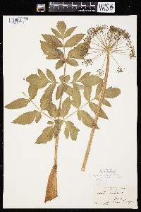 Angelica atropurpurea var. occidentalis image