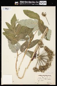 Angelica atropurpurea var. occidentalis image