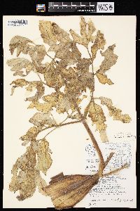 Angelica atropurpurea image