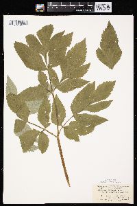 Angelica atropurpurea var. occidentalis image