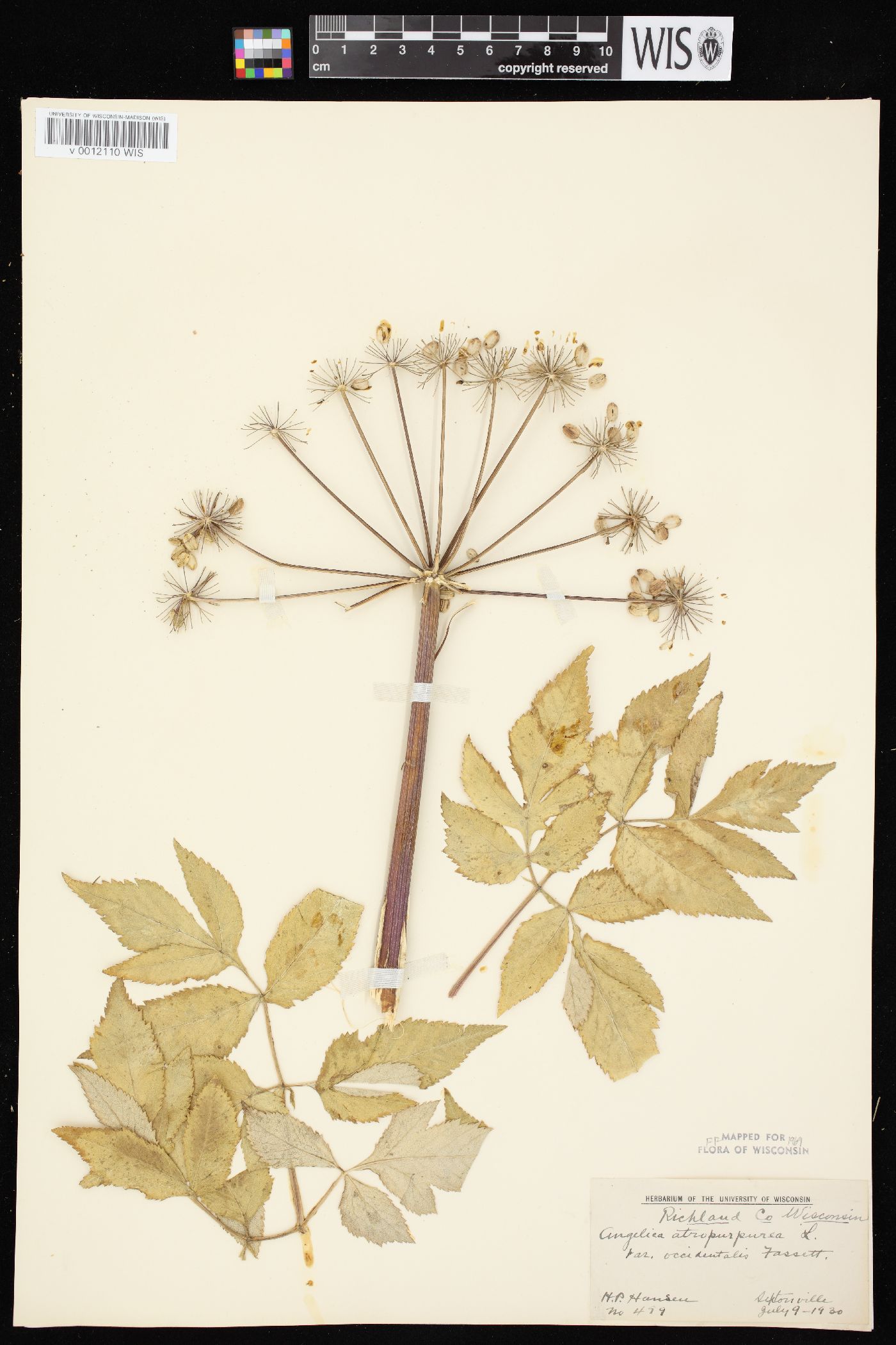 Angelica atropurpurea var. occidentalis image