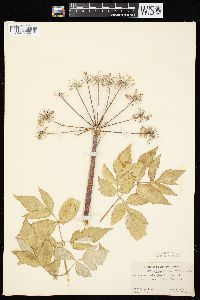 Angelica atropurpurea var. occidentalis image