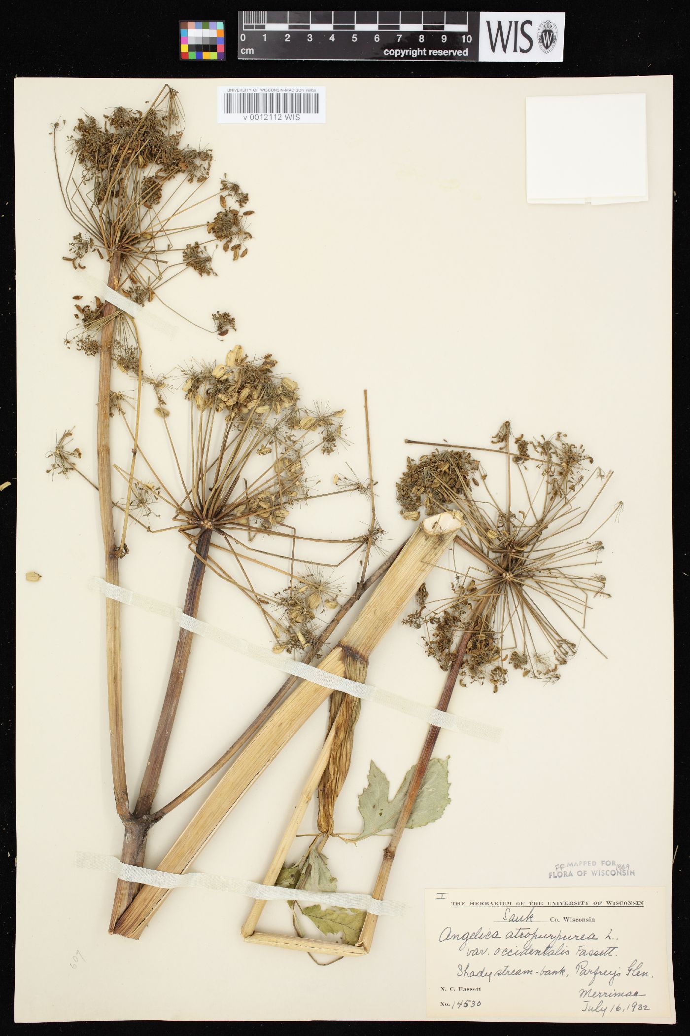 Angelica atropurpurea var. occidentalis image