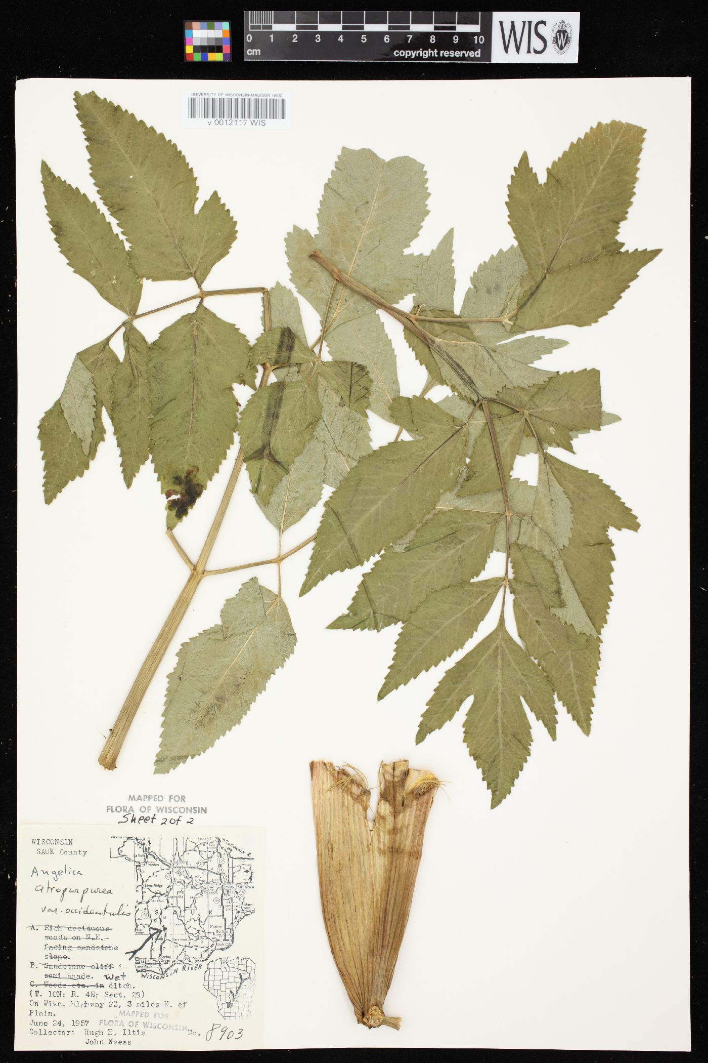 Angelica atropurpurea var. occidentalis image
