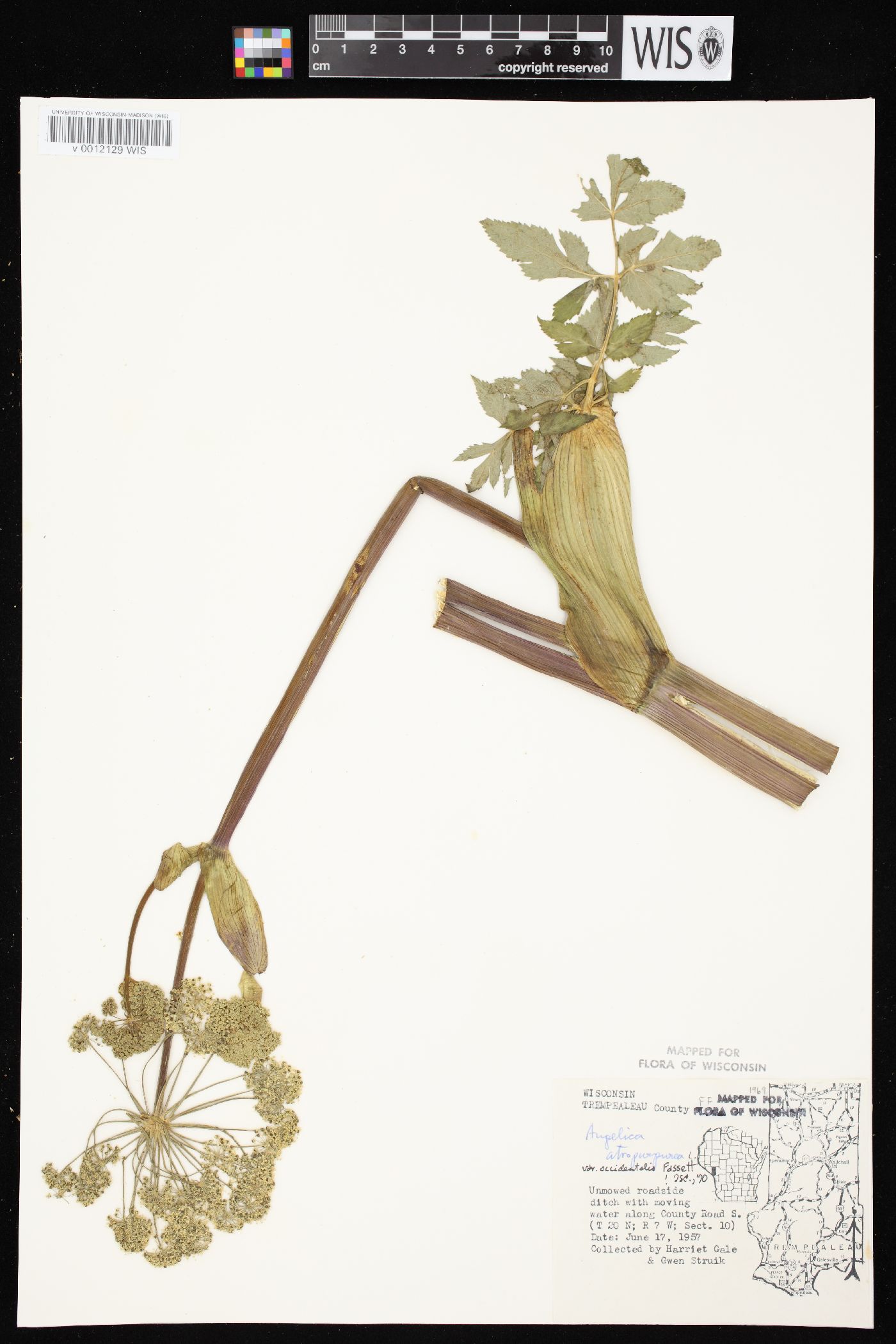 Angelica atropurpurea var. occidentalis image