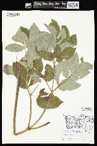 Angelica atropurpurea image