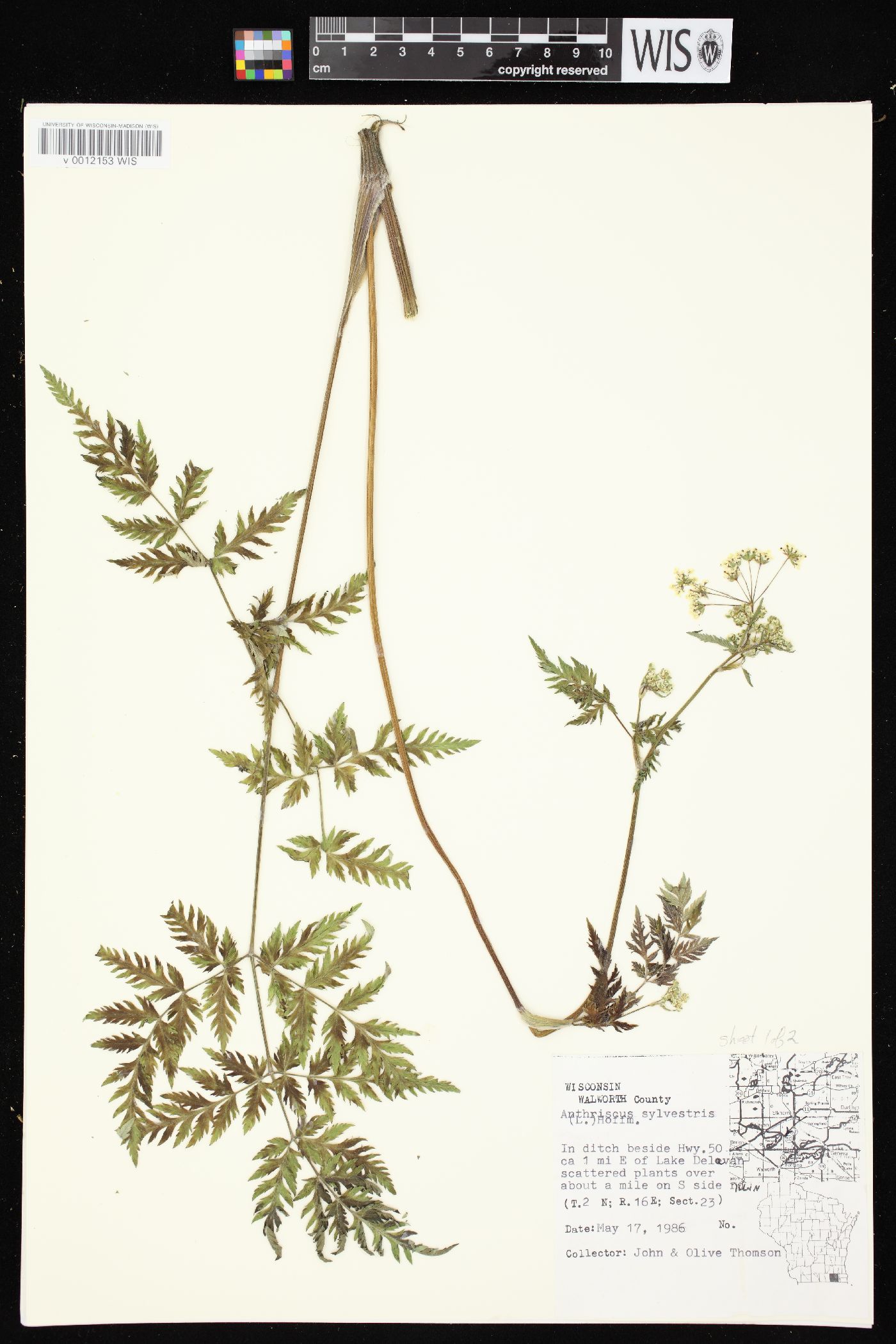 Anthriscus sylvestris image