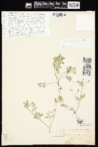 Chaerophyllum procumbens image