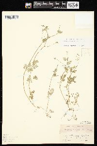 Chaerophyllum procumbens image