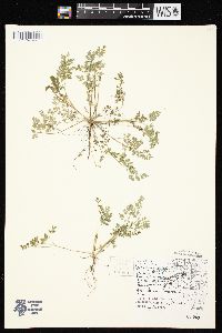 Chaerophyllum procumbens image