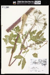 Angelica atropurpurea image