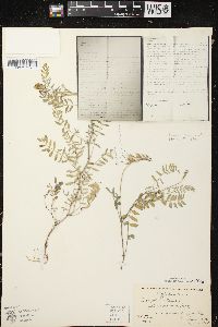 Astragalus alpinus image