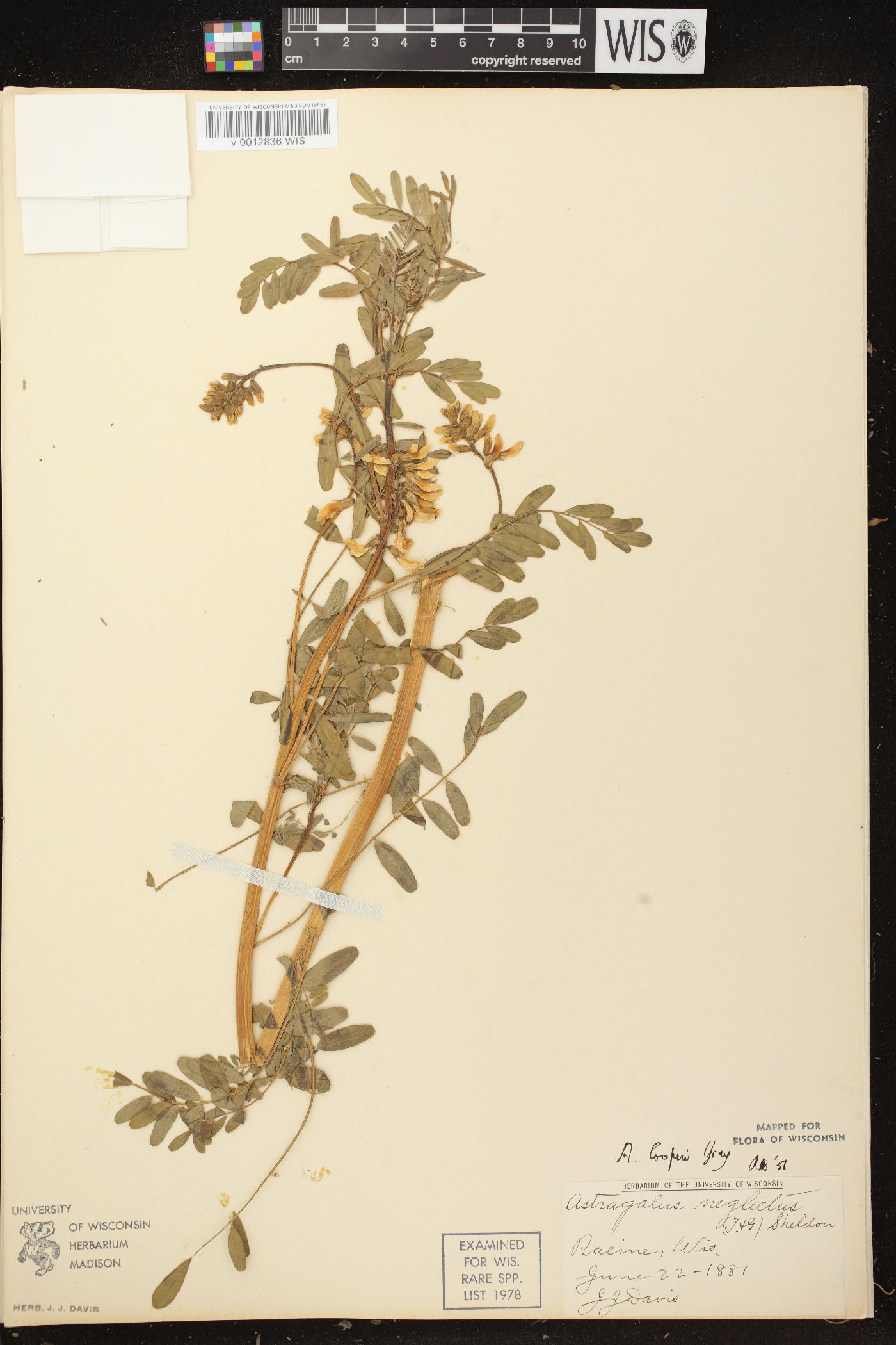 Astragalus neglectus image