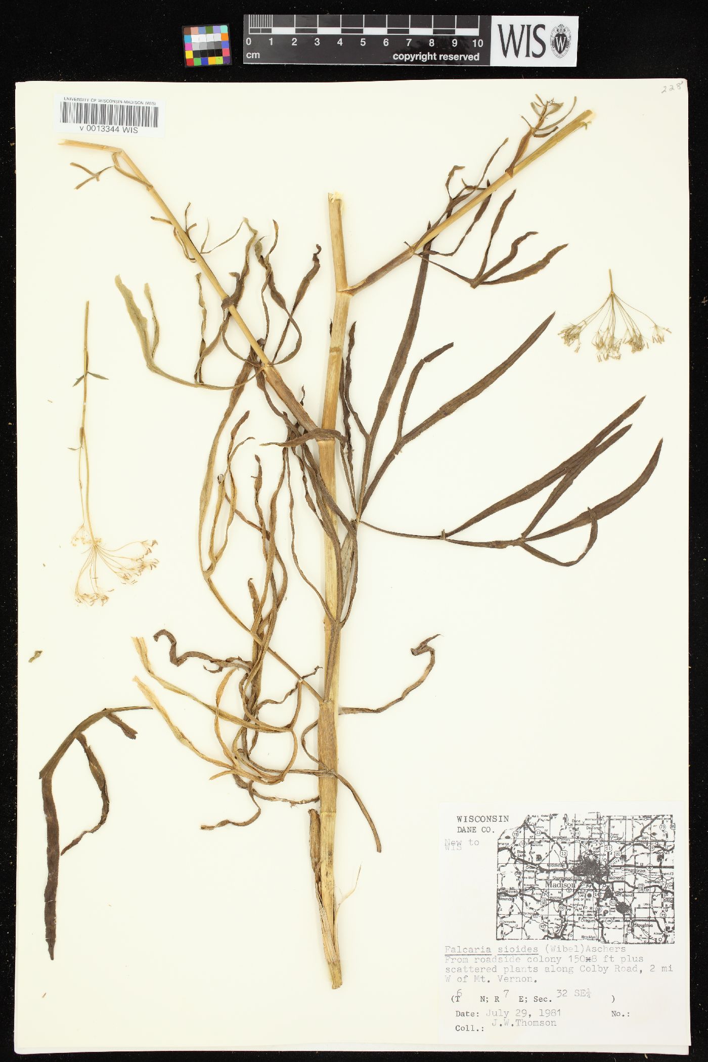 Falcaria vulgaris image