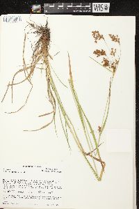 Scirpus pendulus image