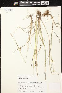 Carex tetanica image