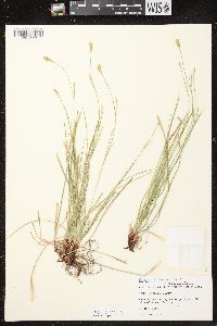 Carex assiniboinensis image