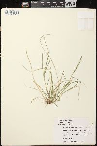 Carex peckii image