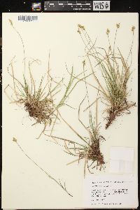 Carex peckii image