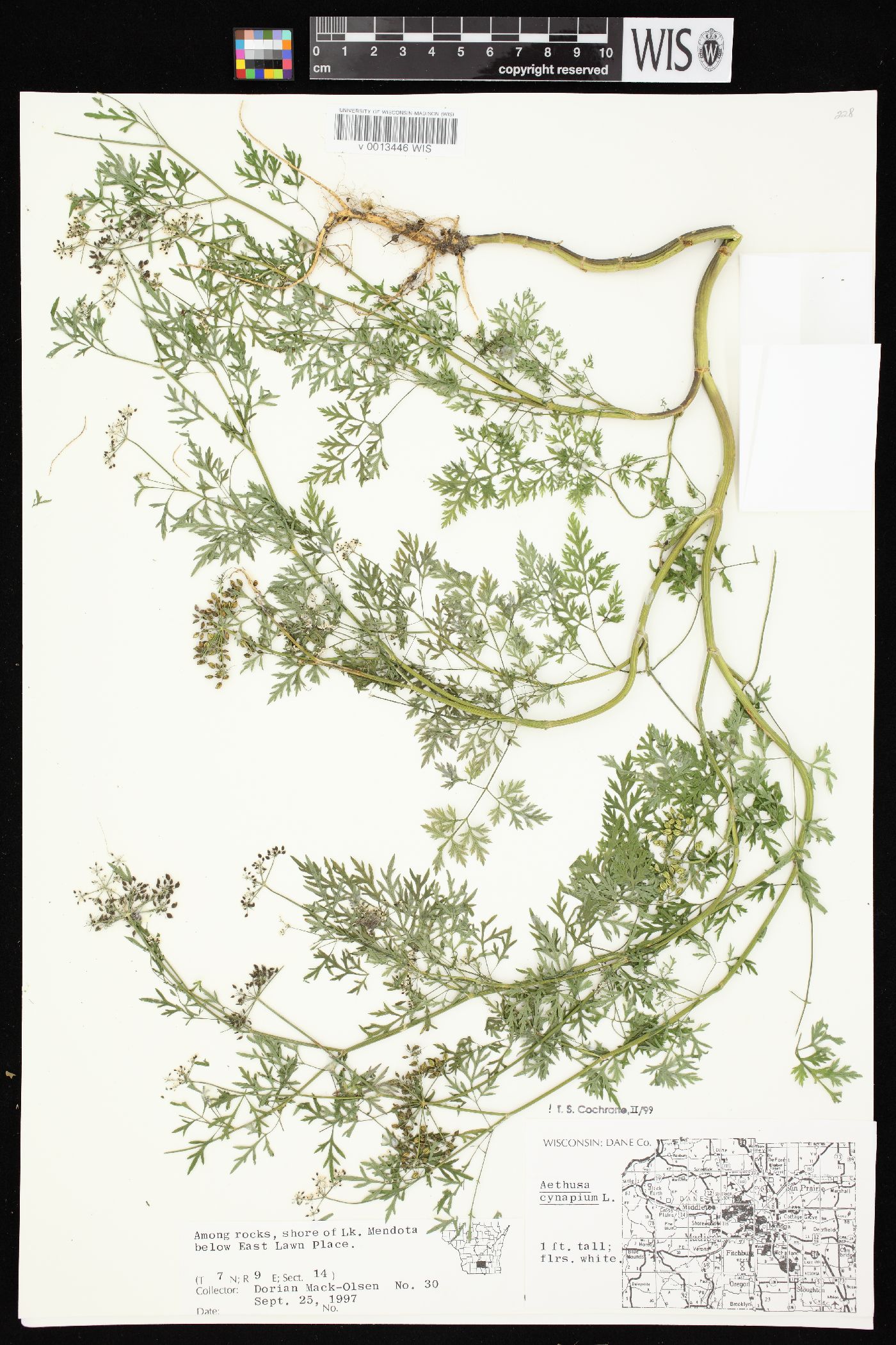 Aethusa cynapium image