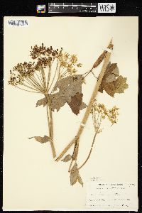 Heracleum maximum image