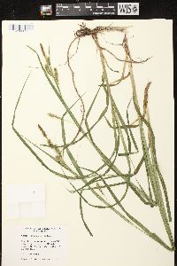 Carex scabrata image