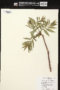 Sorbus americana image