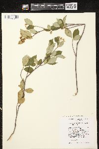 Aronia × prunifolia image