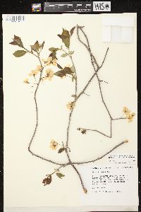 Prunus nigra image