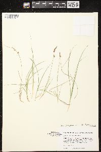 Carex deflexa var. deflexa image