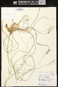 Image of Carex pauciflora