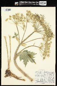 Heracleum maximum image