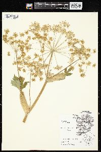 Heracleum maximum image