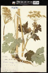 Heracleum maximum image