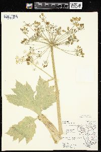 Heracleum maximum image