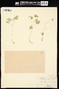 Hydrocotyle americana image