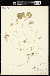 Hydrocotyle americana image