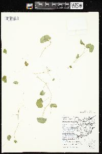 Hydrocotyle americana image