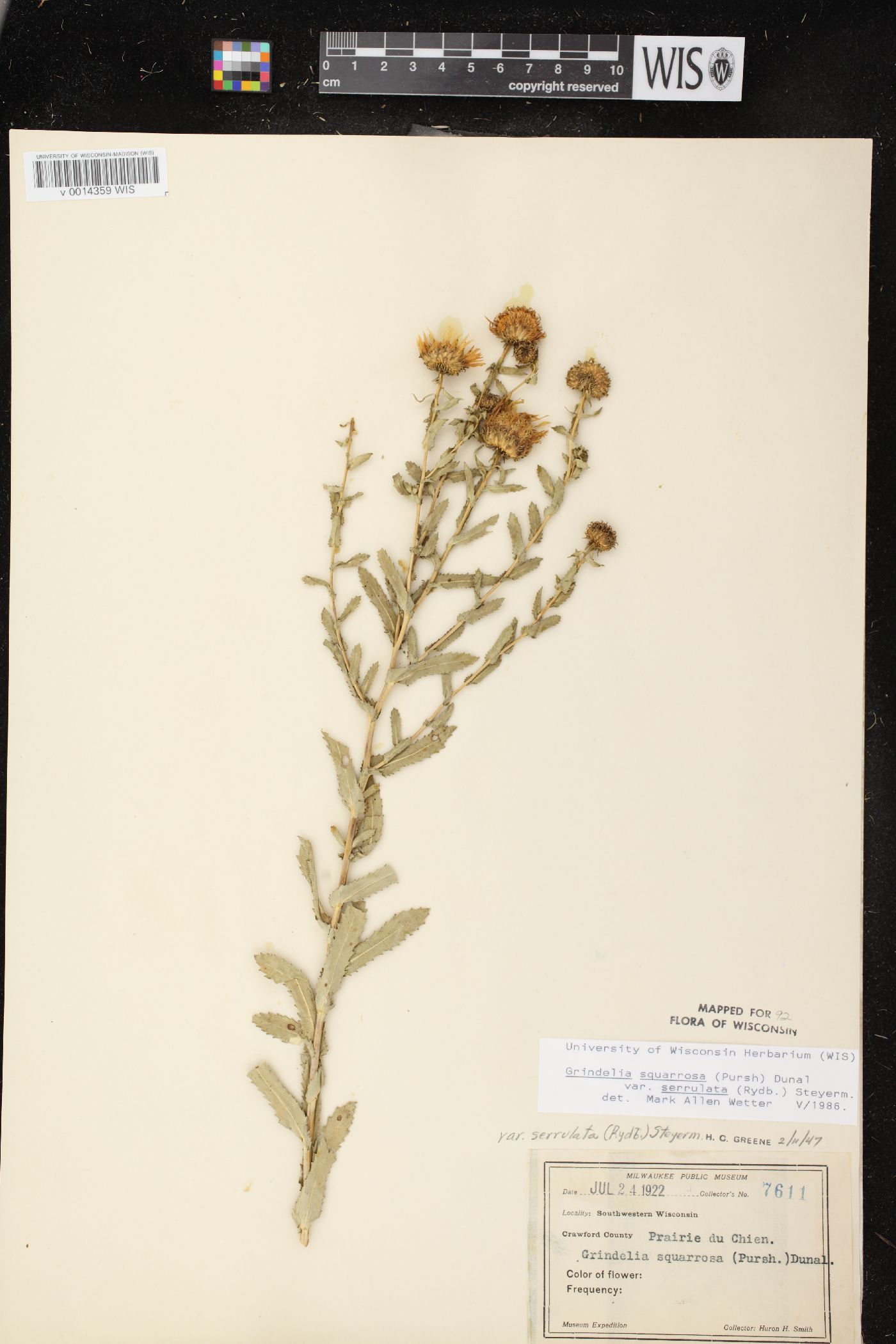 Grindelia squarrosa var. serrulata image
