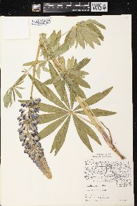 Lupinus polyphyllus image