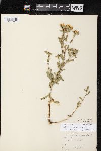 Grindelia squarrosa var. squarrosa image