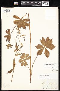 Sanicula marilandica image