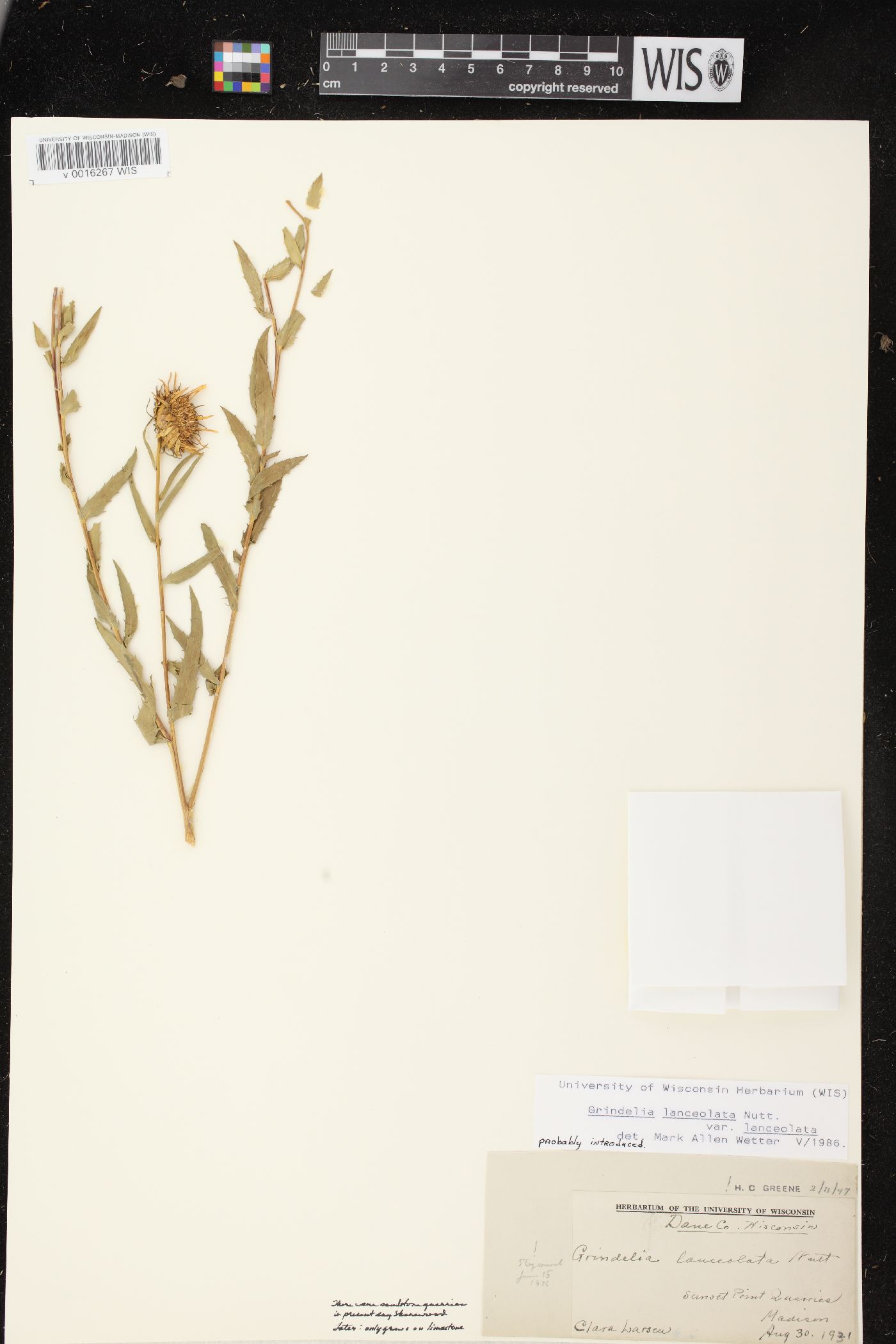 Grindelia lanceolata var. lanceolata image