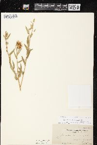 Grindelia lanceolata var. lanceolata image