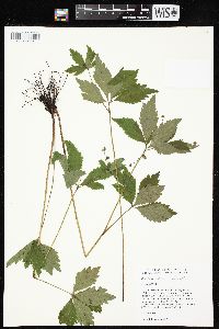 Sanicula odorata image