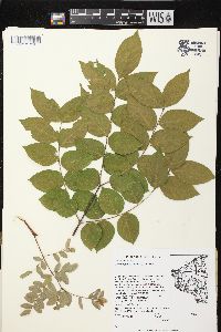 Gymnocladus dioicus image