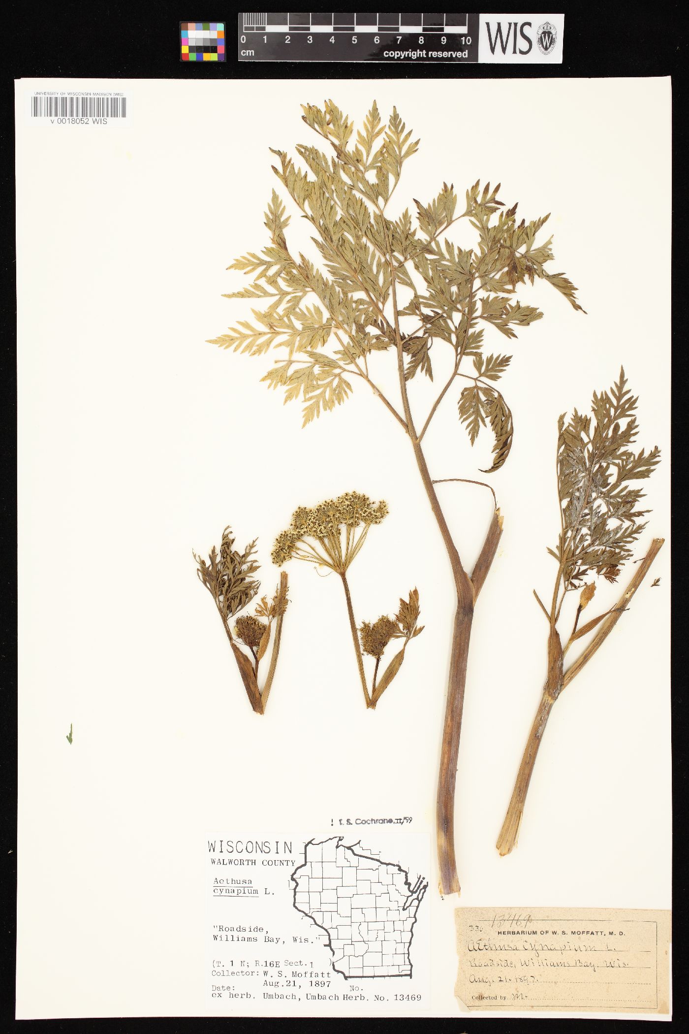Aethusa cynapium image